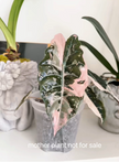 Pink Combo (Begonia Maculata Pink + Alocasia Chantrieri Pink)