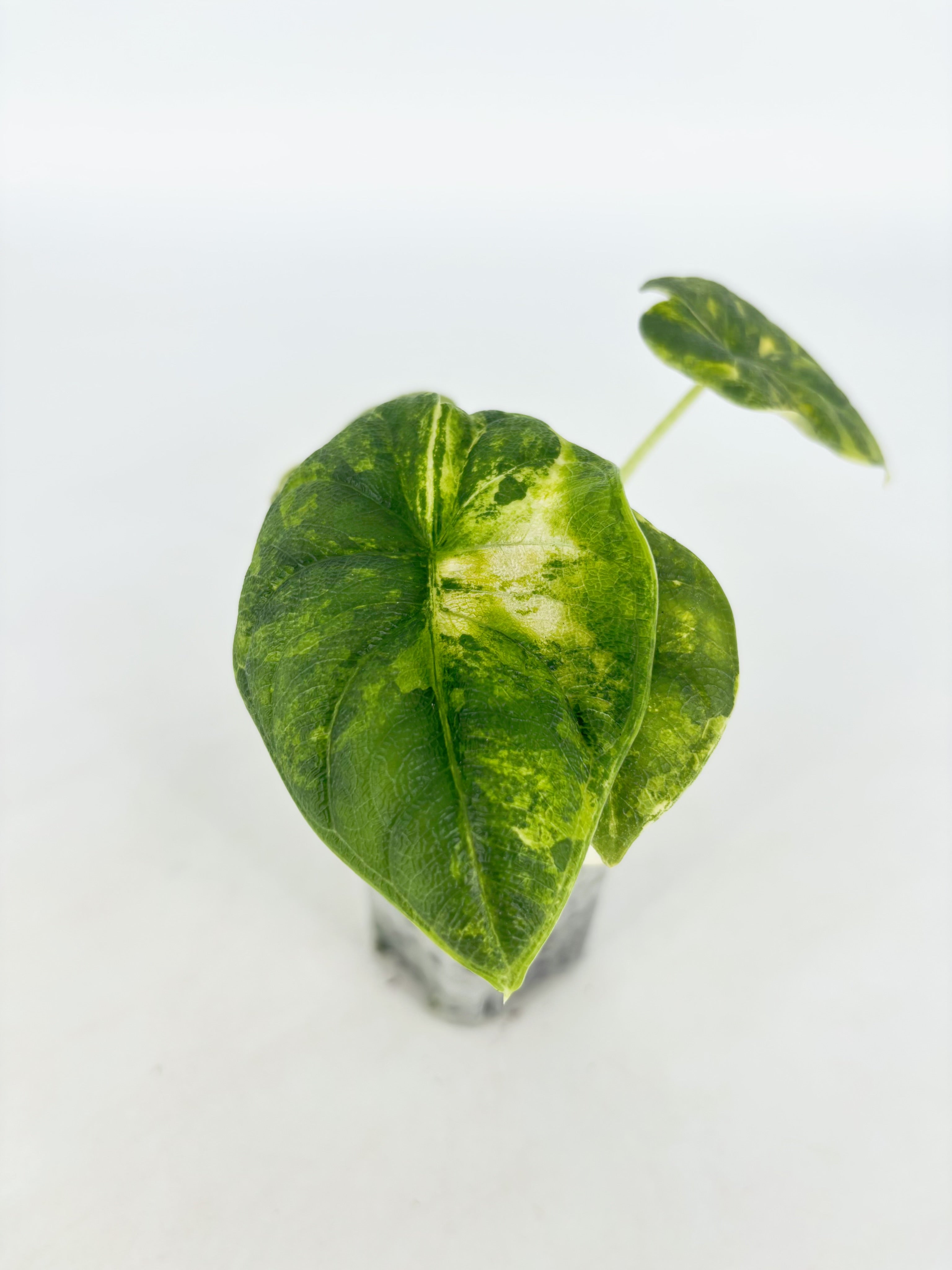 Alocasia Melo Aurea@BC Warehouse
