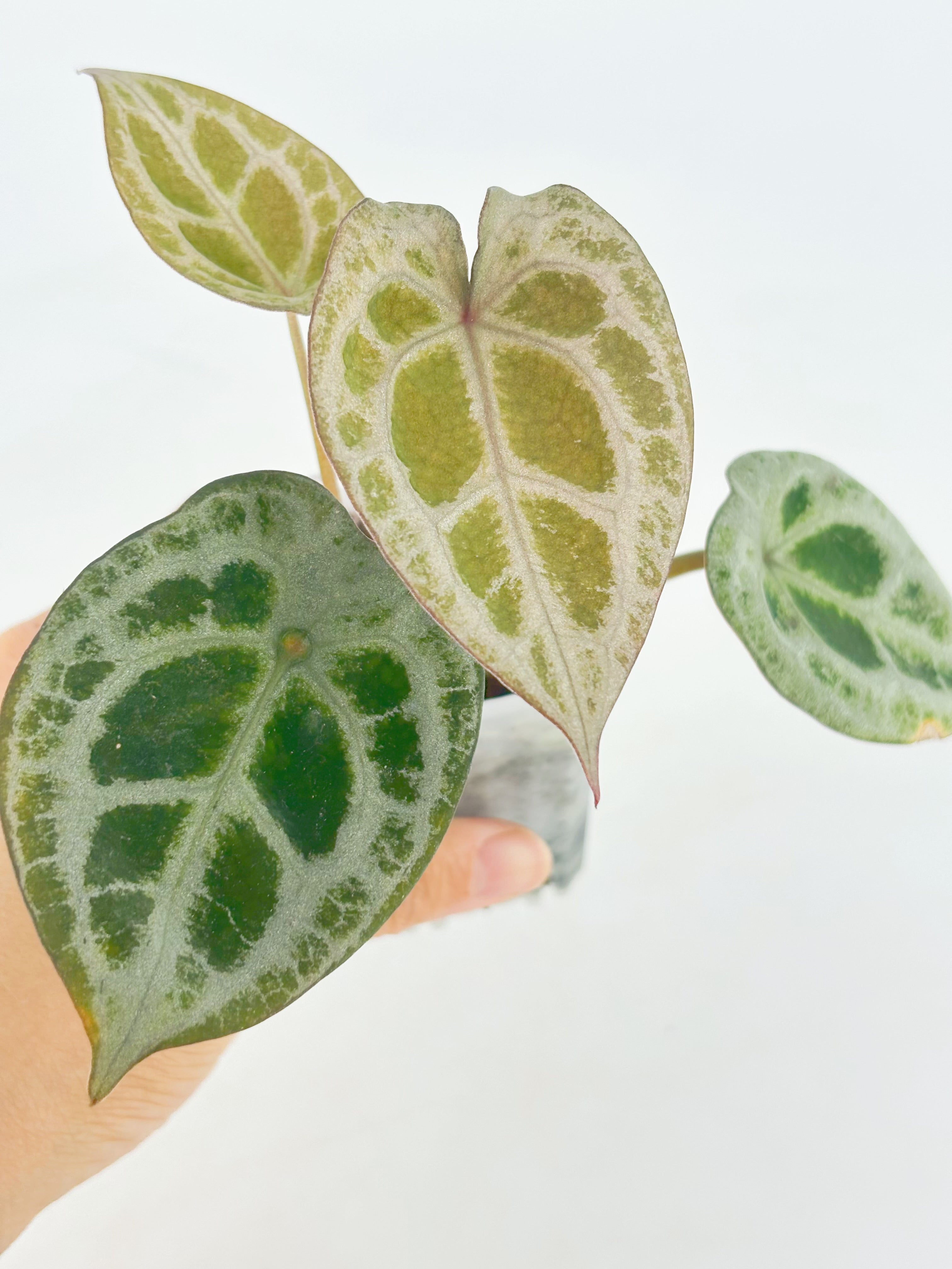 Anthurium Diamond Shield@BC Warehouse