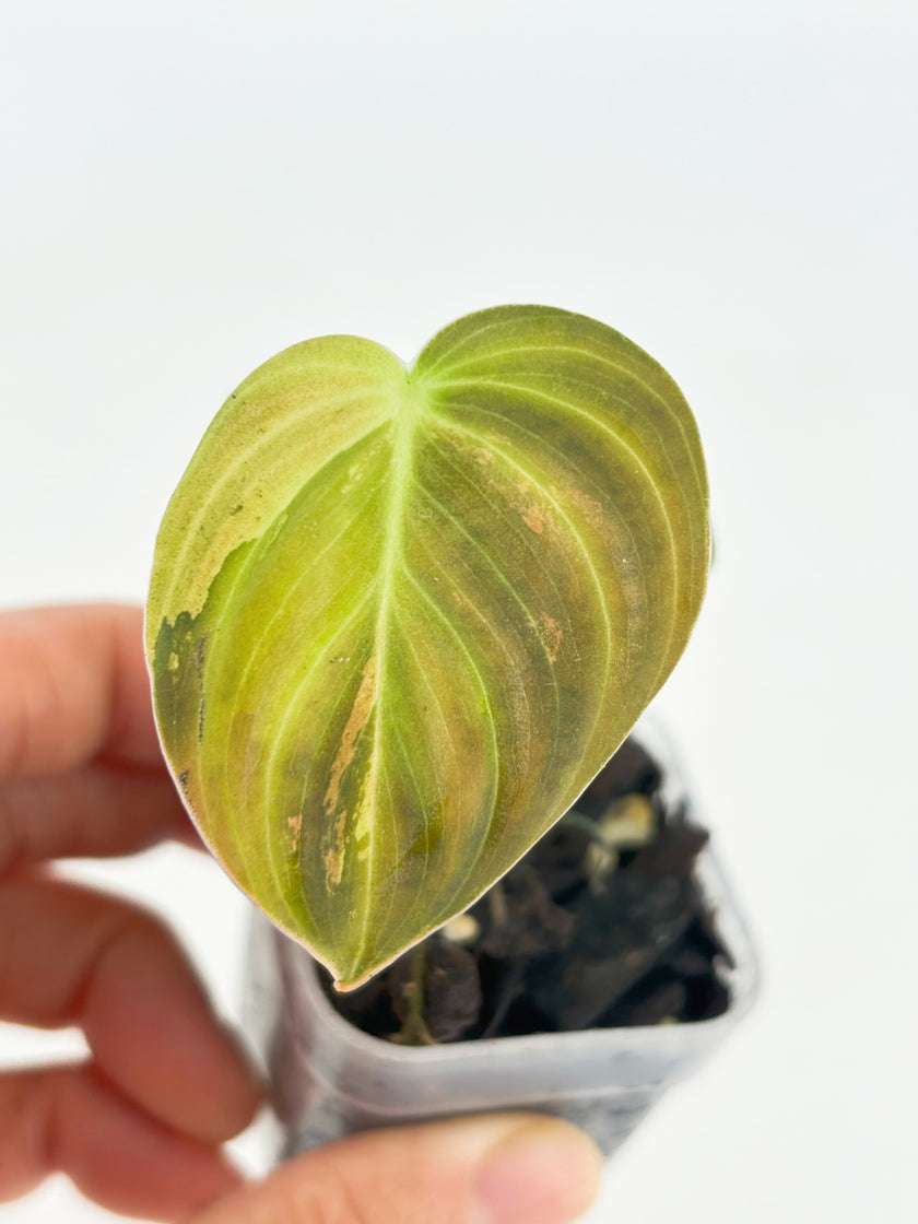Philodendron Melanochrysum Var@BC Warehouse