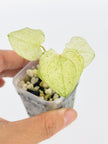 Deluxe Variegated Anthurium Combo @BC Warehouse