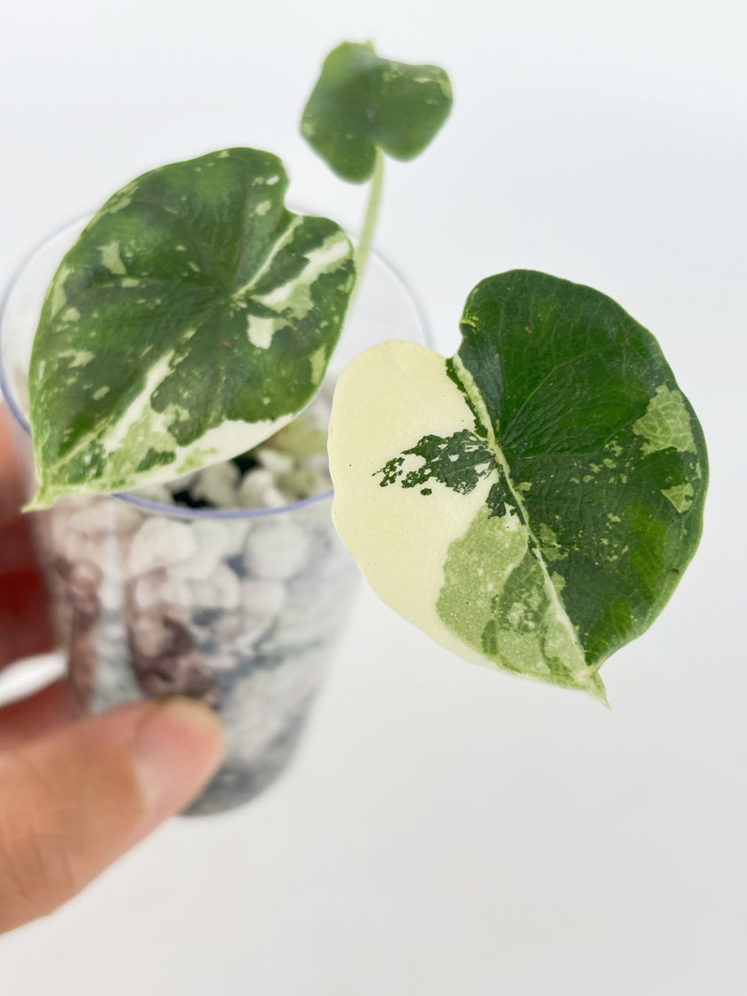 Alocasia Combo (Melo Albo+Dragon Scale Albo) @BC Warehouse