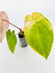 Anthurium Dark Phoenix × Goliath Var @BC Warehouse