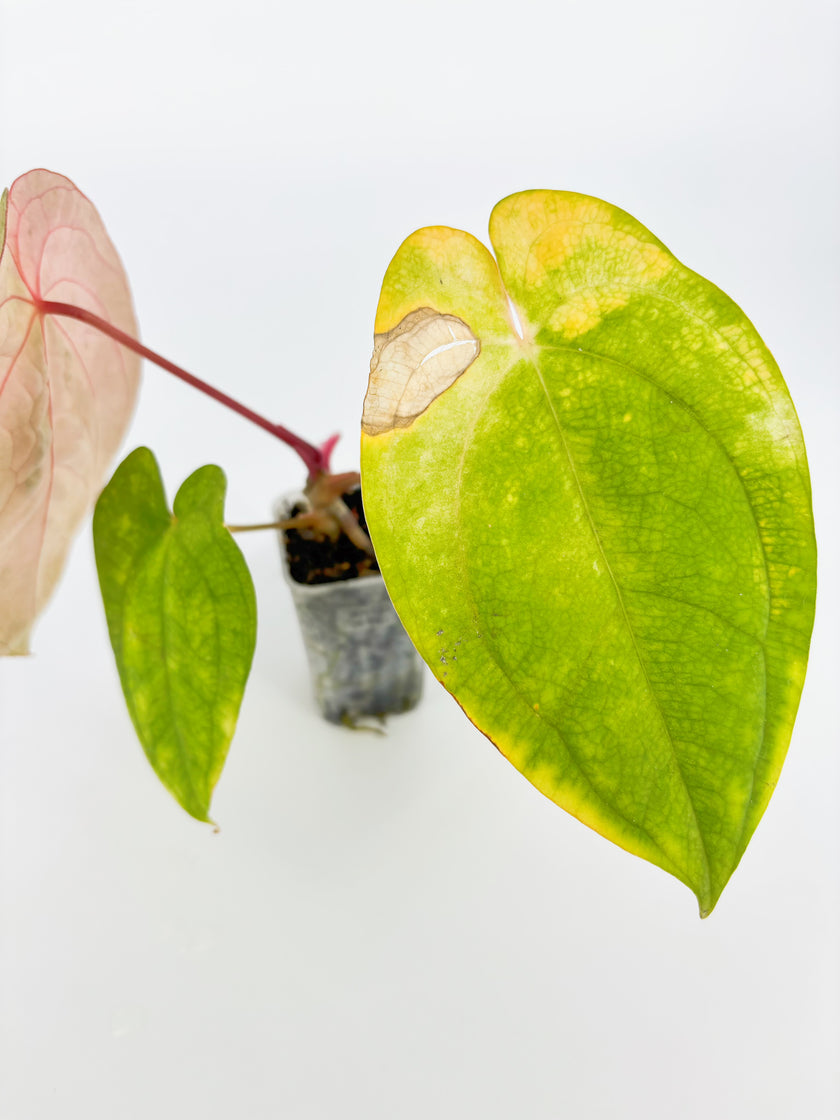 Anthurium Dark Phoenix × Goliath Var @BC Warehouse