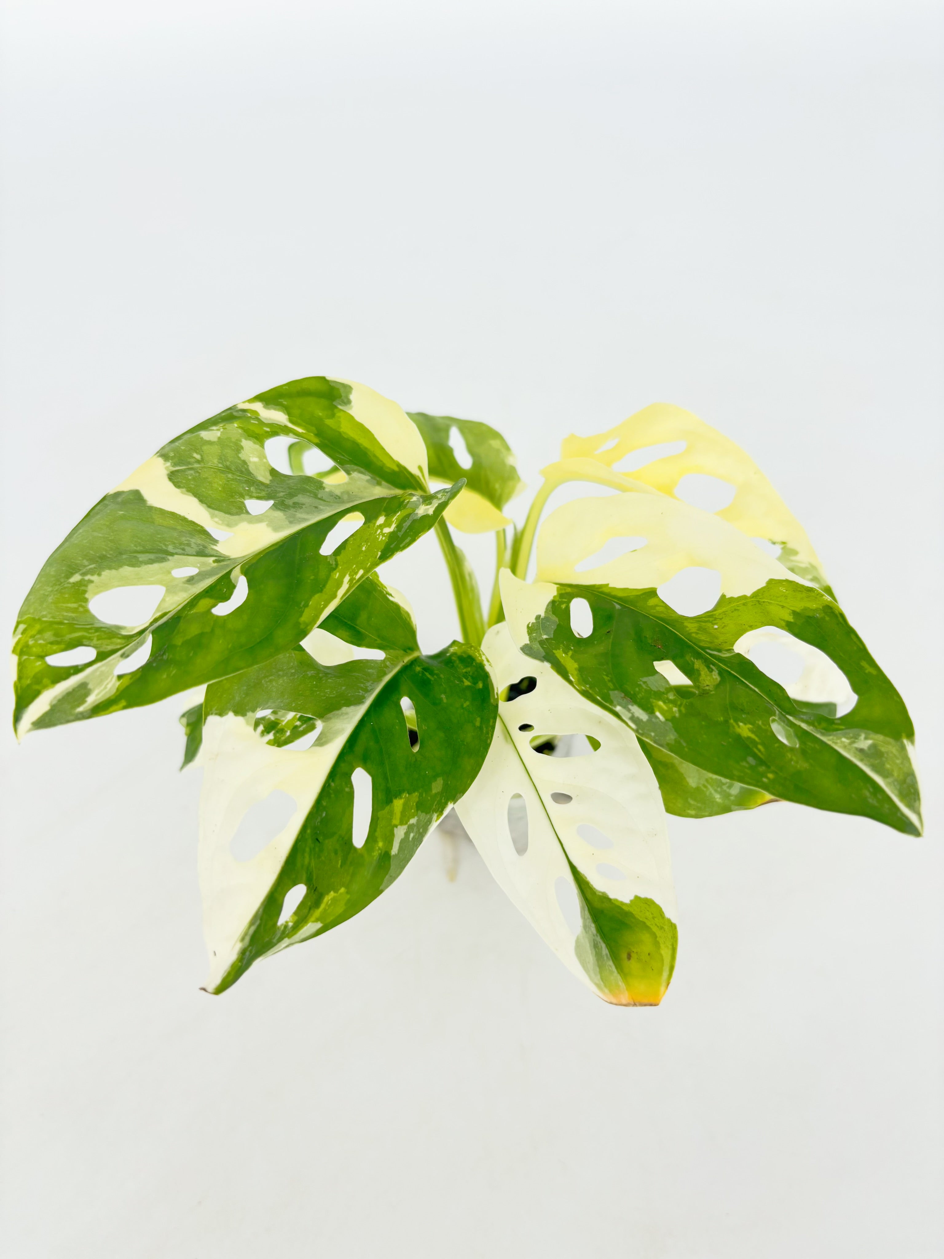 Monstera Adansonii Tricolor Japan@BC Warehouse
