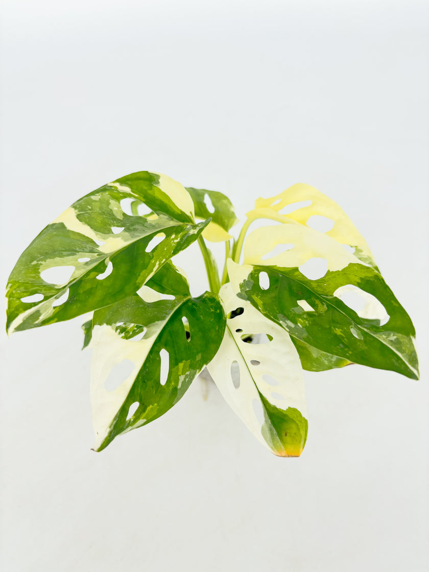 Monstera Adansonii Tricolor Japan@BC Warehouse