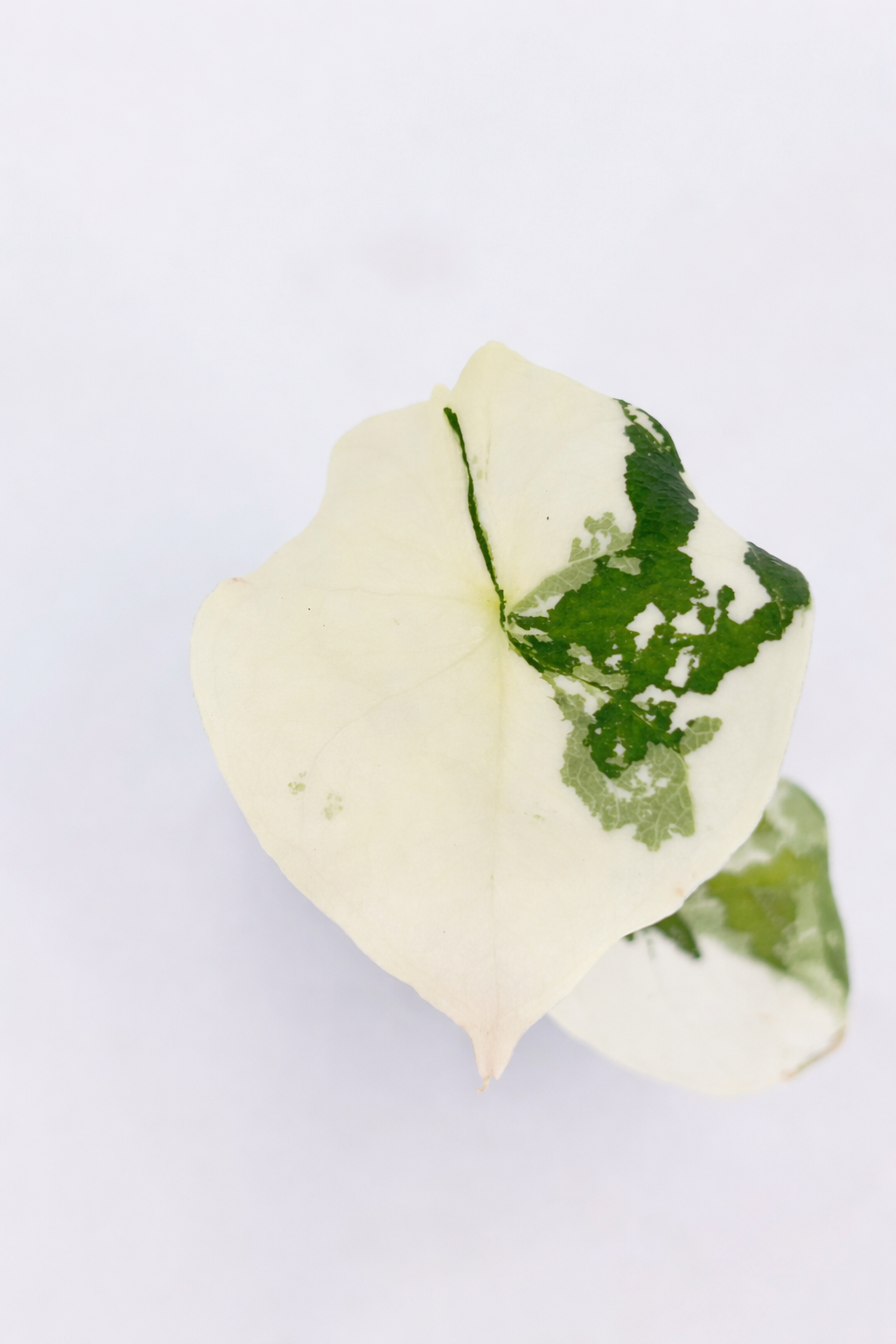 Alocasia Melo Albo -Premium Variegation