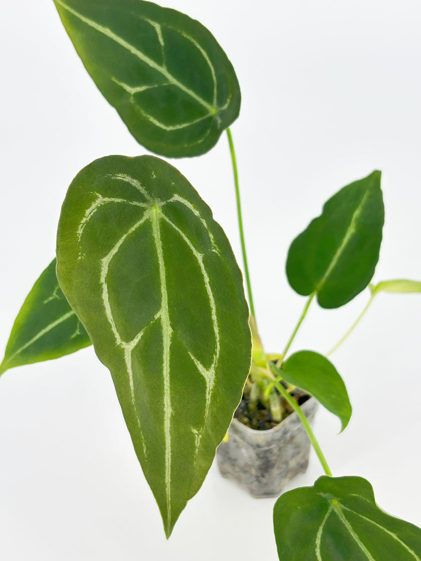 Anthurium Classic Combo@BC Warehouse