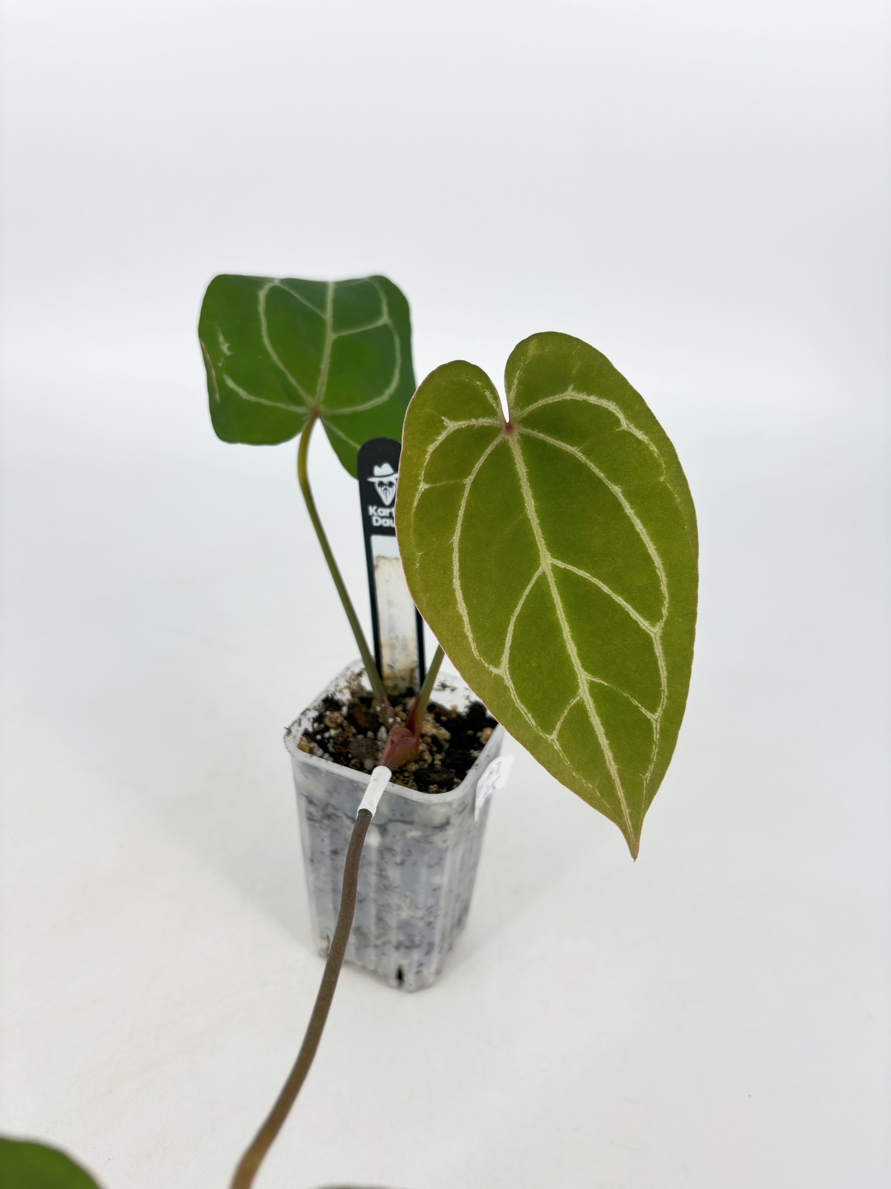 Anthurium (KOS X Red Spider) Self by KartelDaun@BC Warehouse