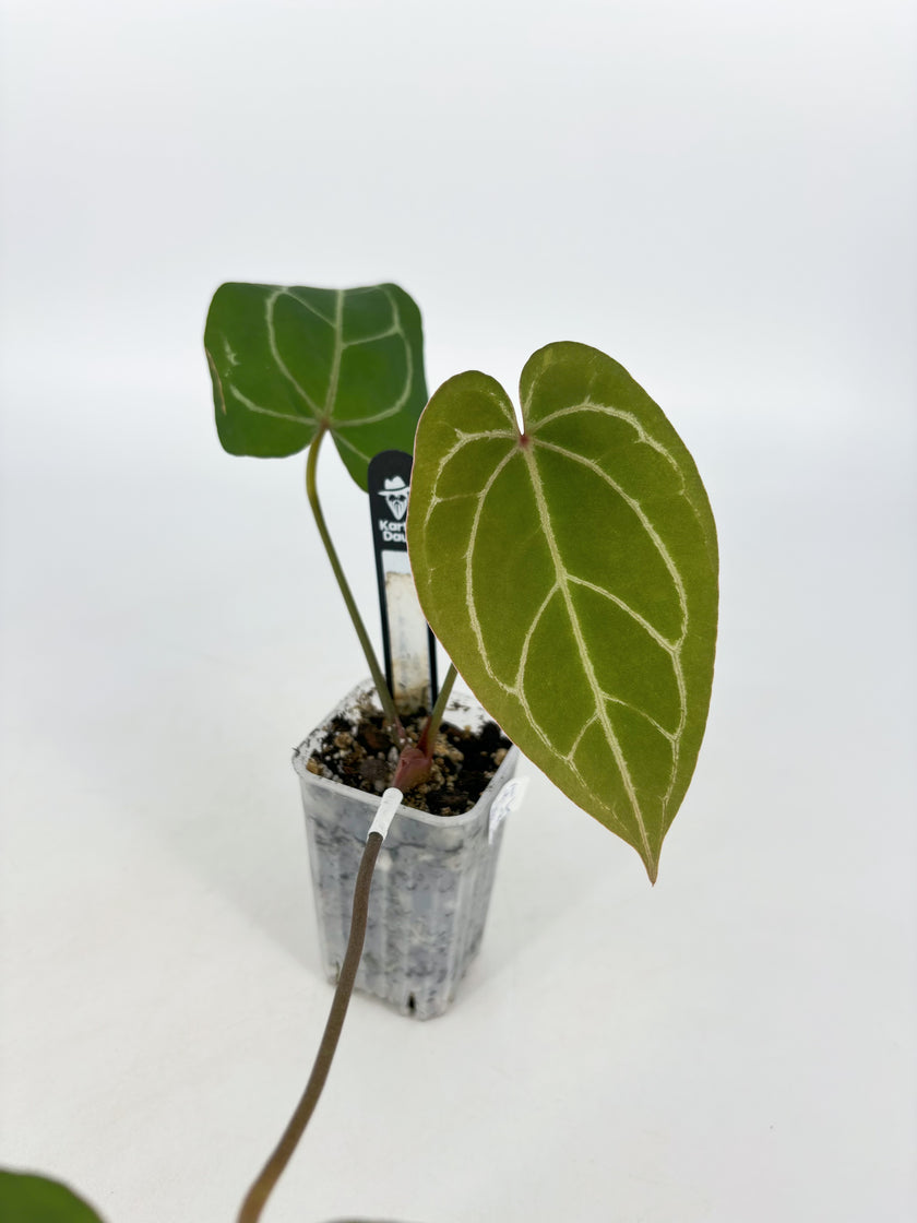 Anthurium (KOS X Red Spider) Self by KartelDaun@BC Warehouse