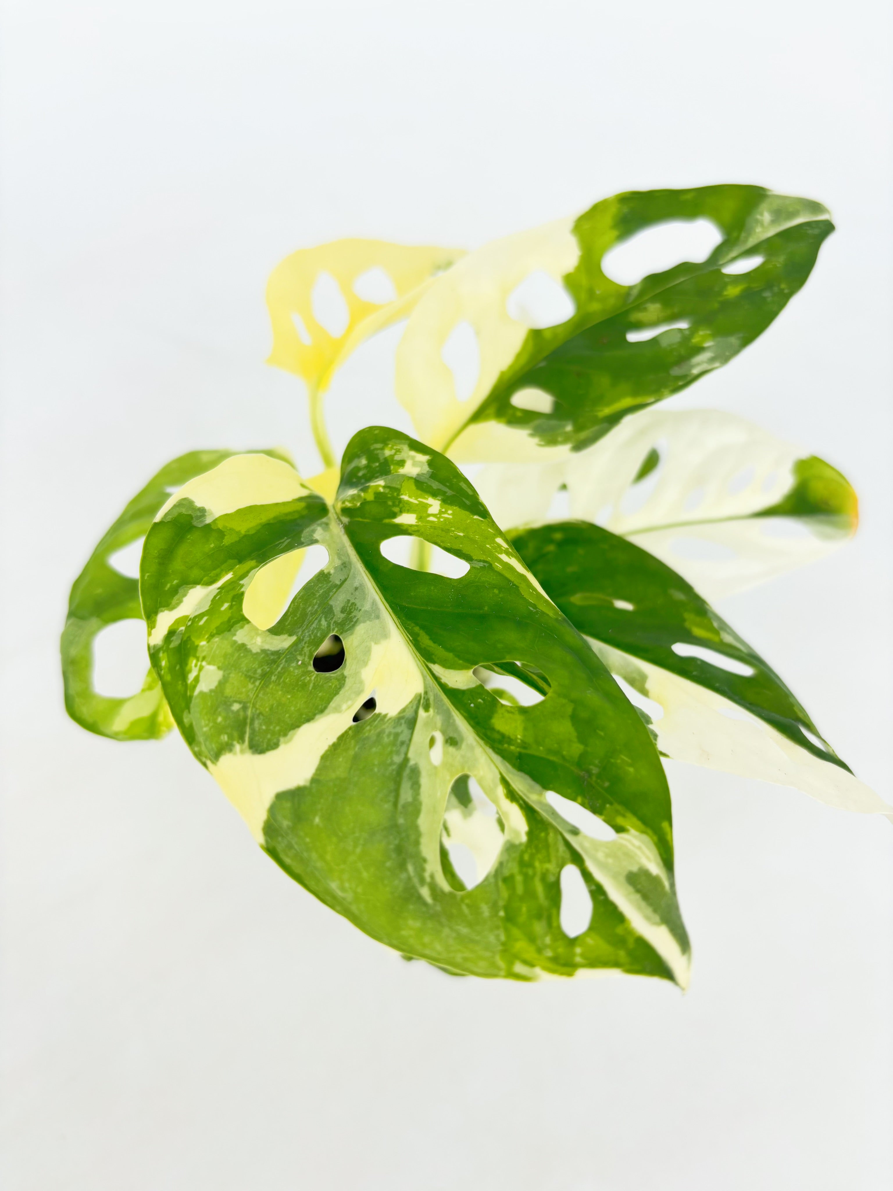 Monstera Adansonii Tricolor Japan@BC Warehouse