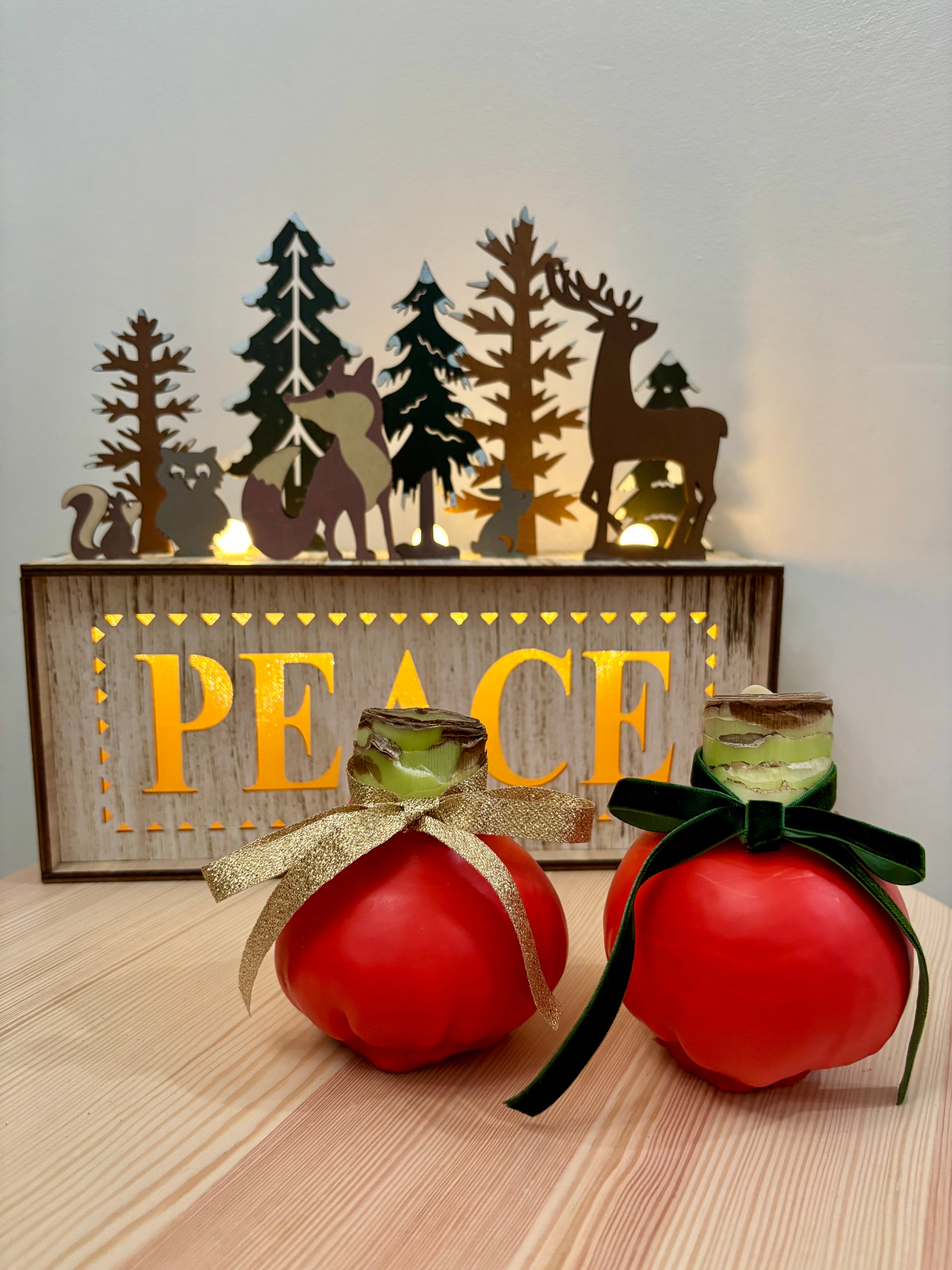 Holiday Amaryllis Bulb Limited Edition -Free Gift Package