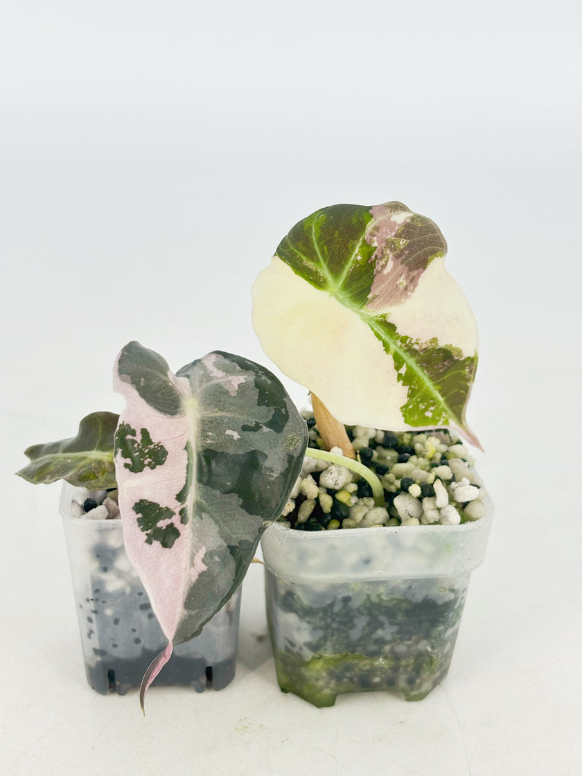 Alocasia Pink Combo@BC Warehouse