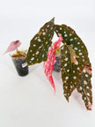 Pink Combo (Begonia Maculata Pink + Alocasia Chantrieri Pink)