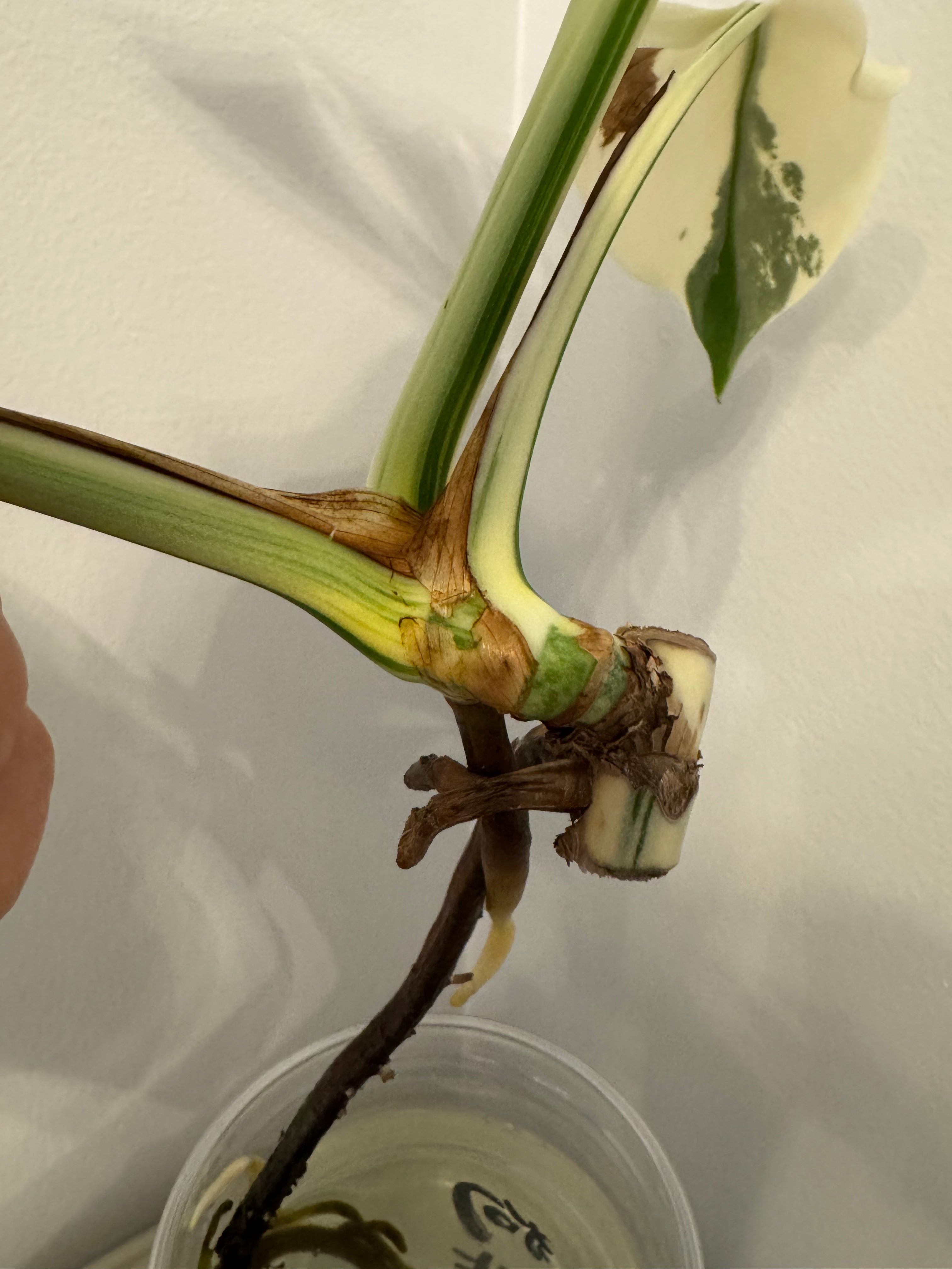 Monstera Albo -Japanese