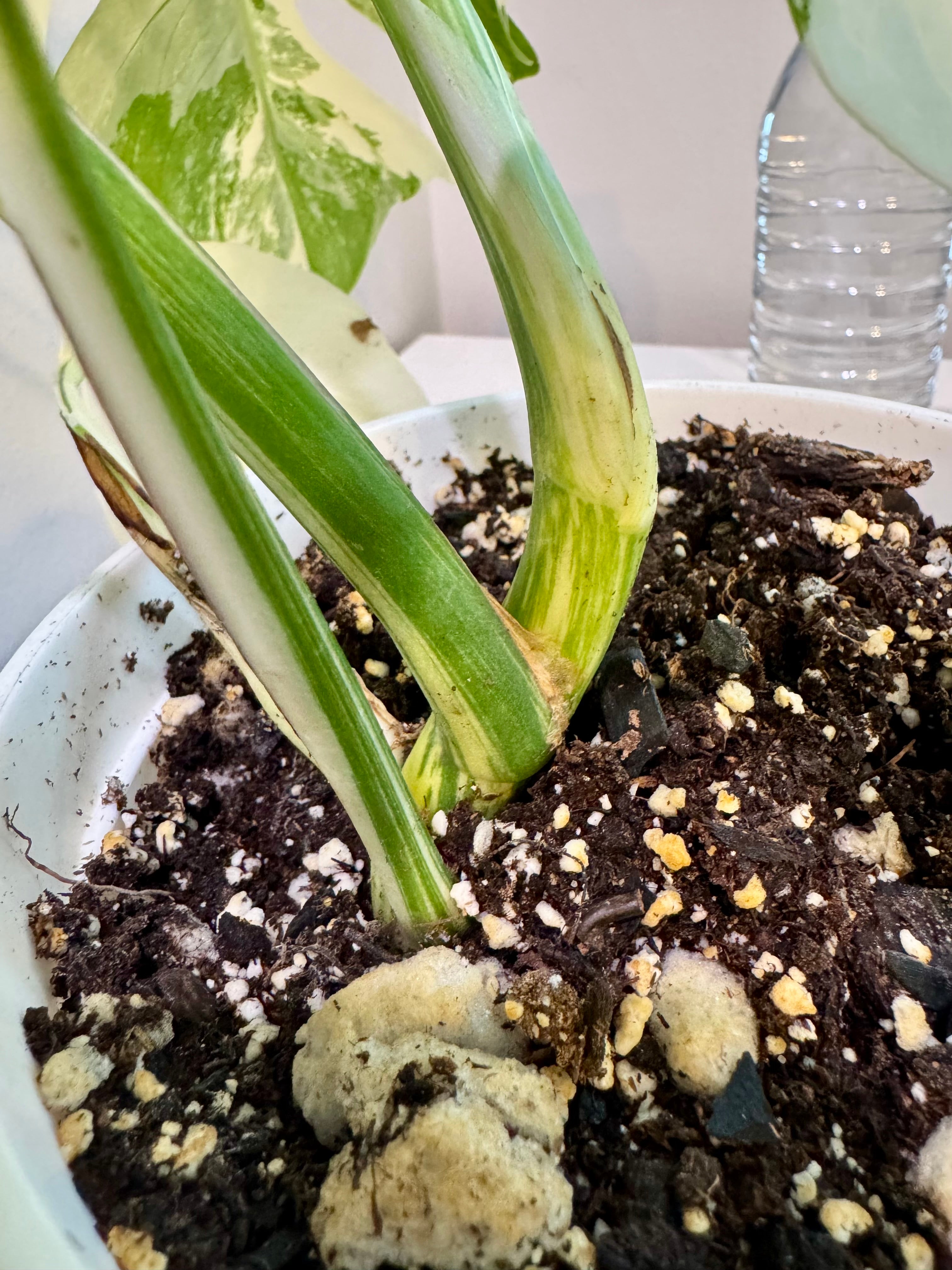 Monstera Albo -Japanese