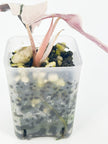 Alocasia Pink Combo@BC Warehouse