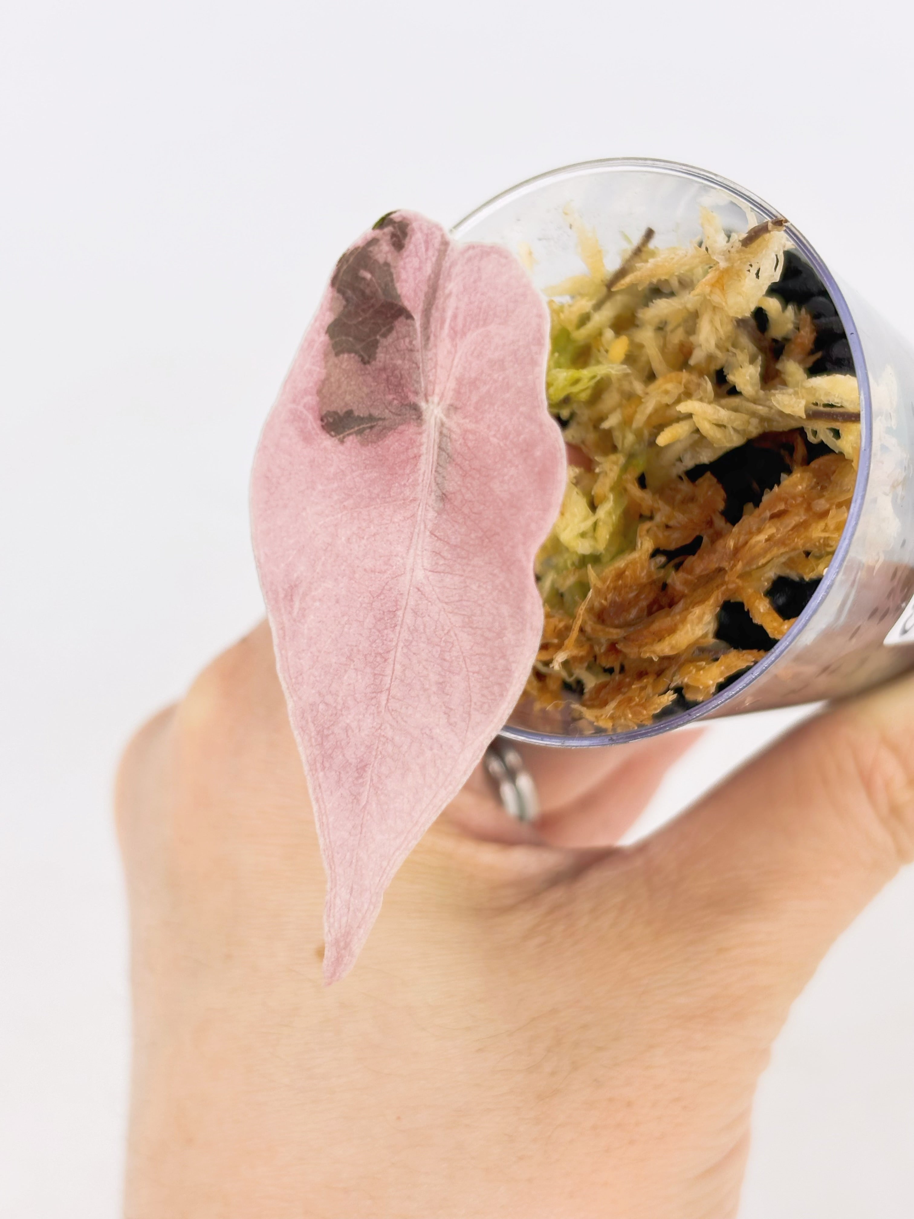 Pink Combo (Begonia Maculata Pink + Alocasia Chantrieri Pink)