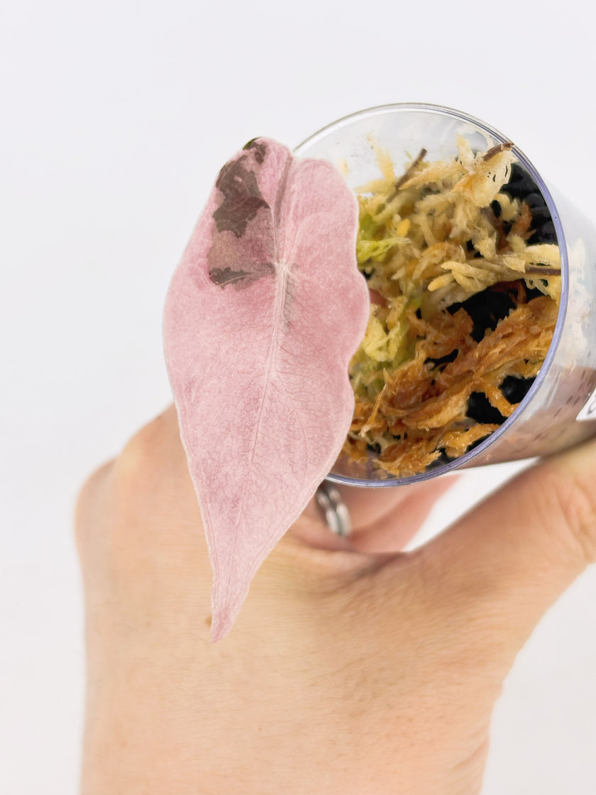 Pink Combo (Begonia Maculata Pink + Alocasia Chantrieri Pink)