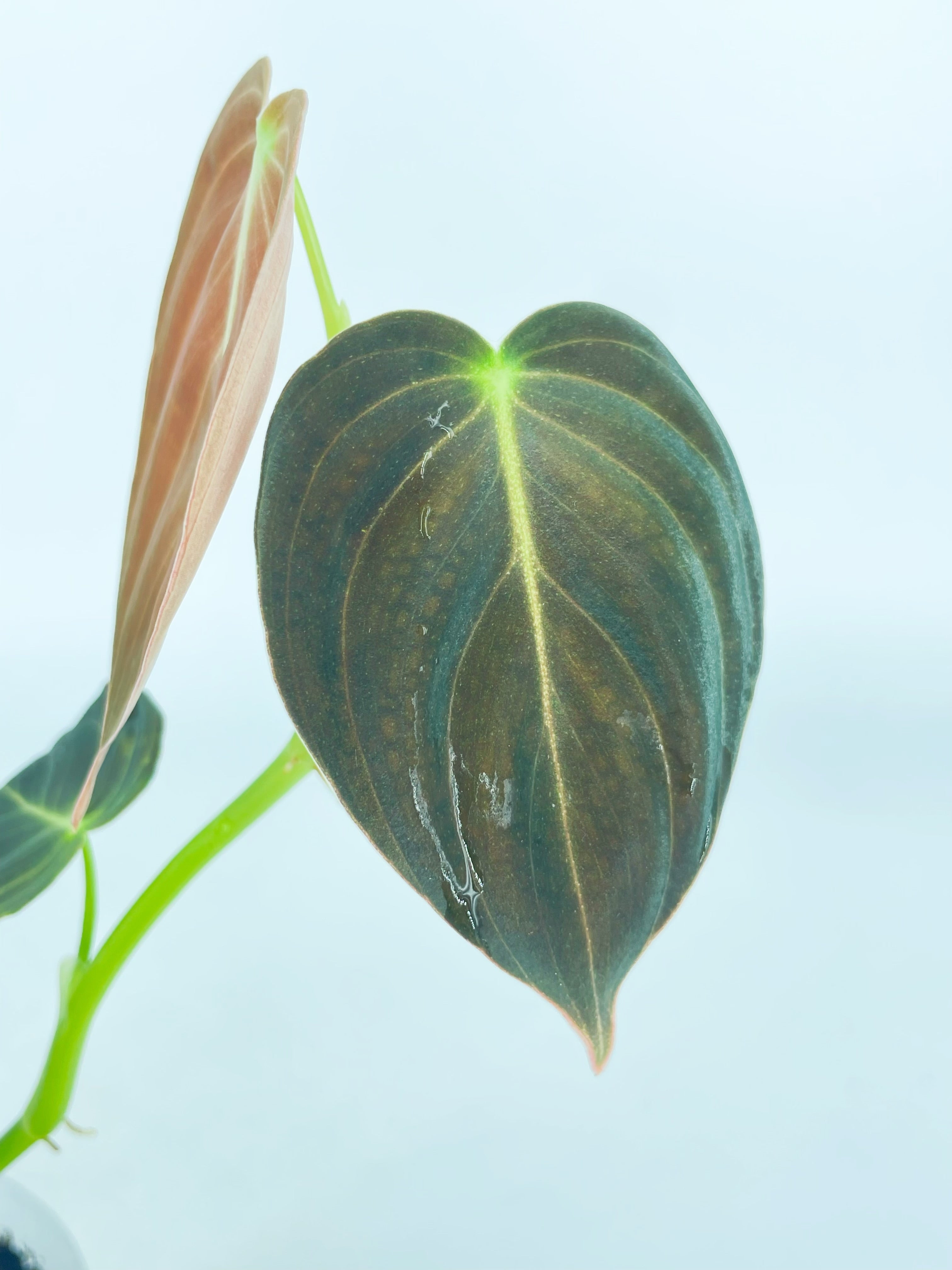 Philodendron Melanochrysum