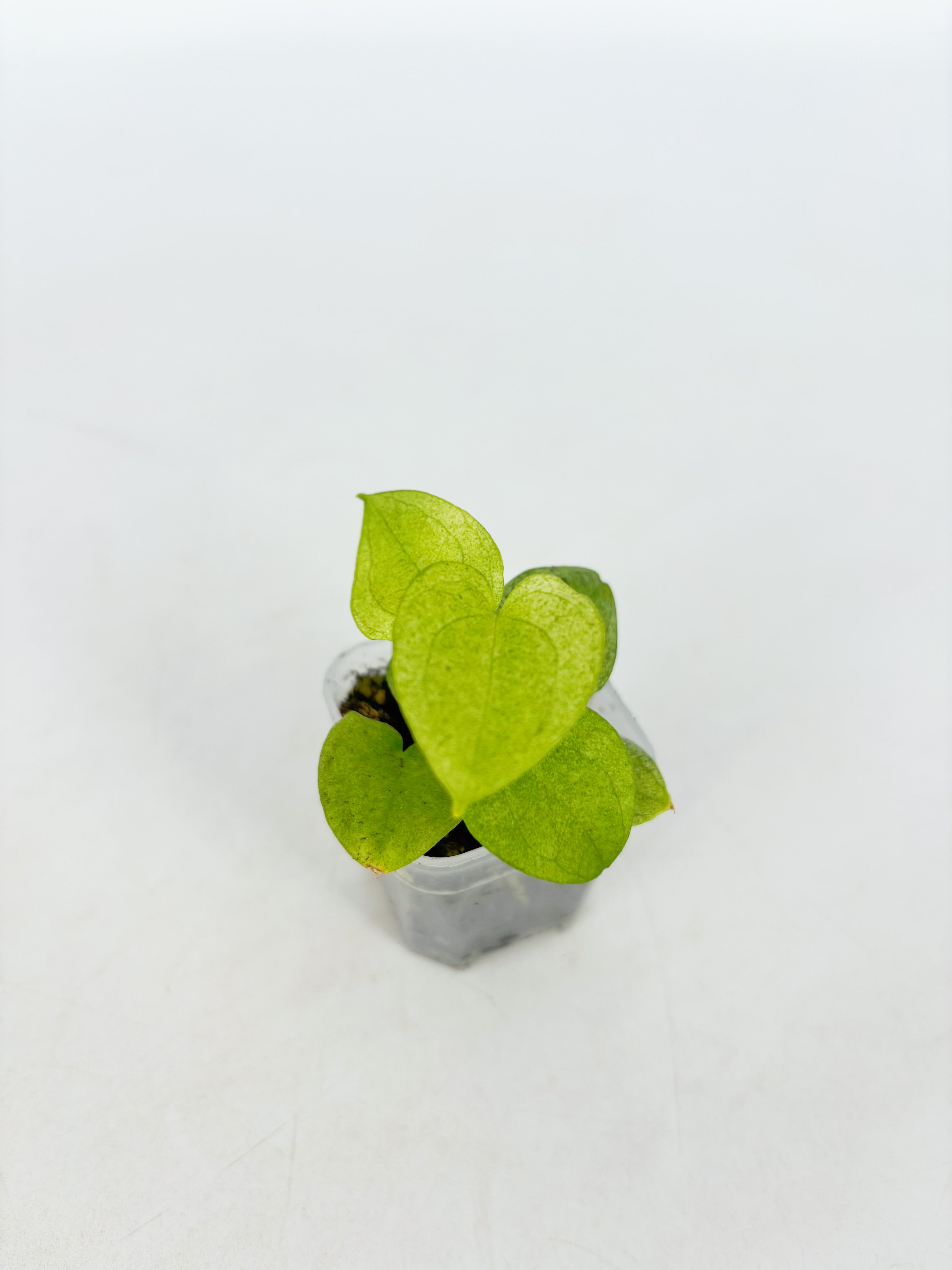 Anthurium Dark Phoenix Mint@BC Warehouse