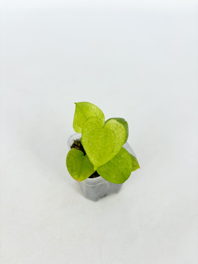 Anthurium Dark Phoenix Mint@BC Warehouse