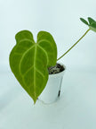 Anthurium Indo Papi *Pick up and Local Delivery Only*