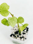 Anthurium Dark Phoenix Mint@BC Warehouse