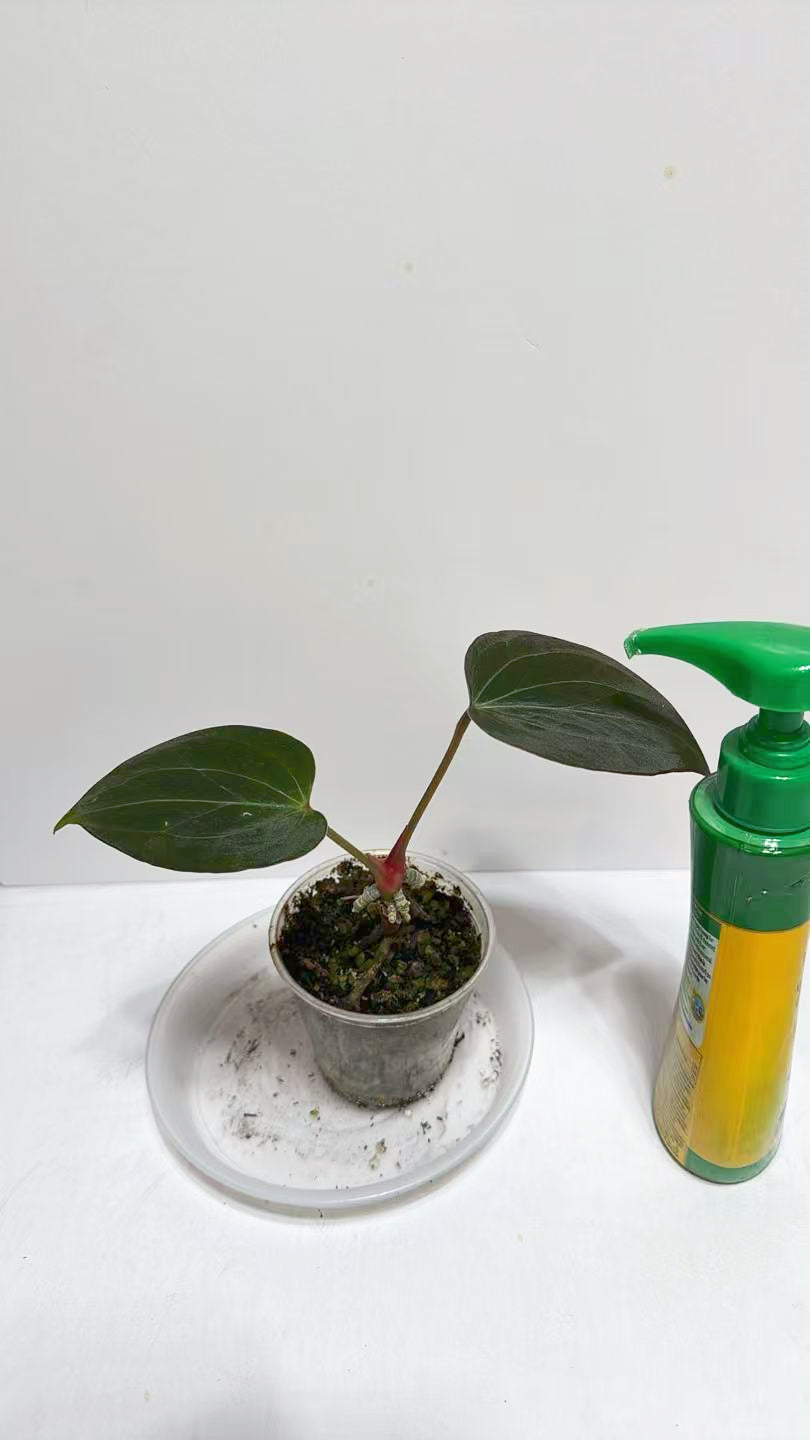 Anthurium King of Spades KOS@Markham Warehouse