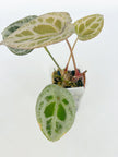 Anthurium Diamond Shield@BC Warehouse
