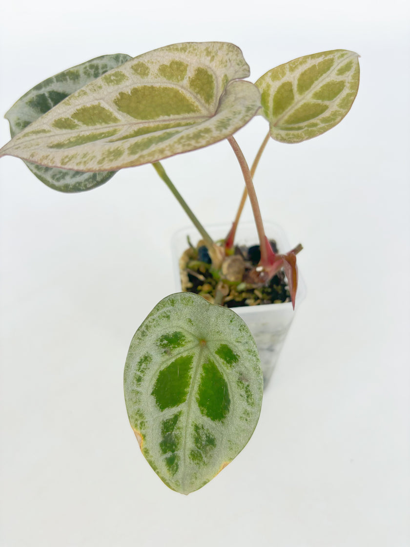 Anthurium Diamond Shield@BC Warehouse