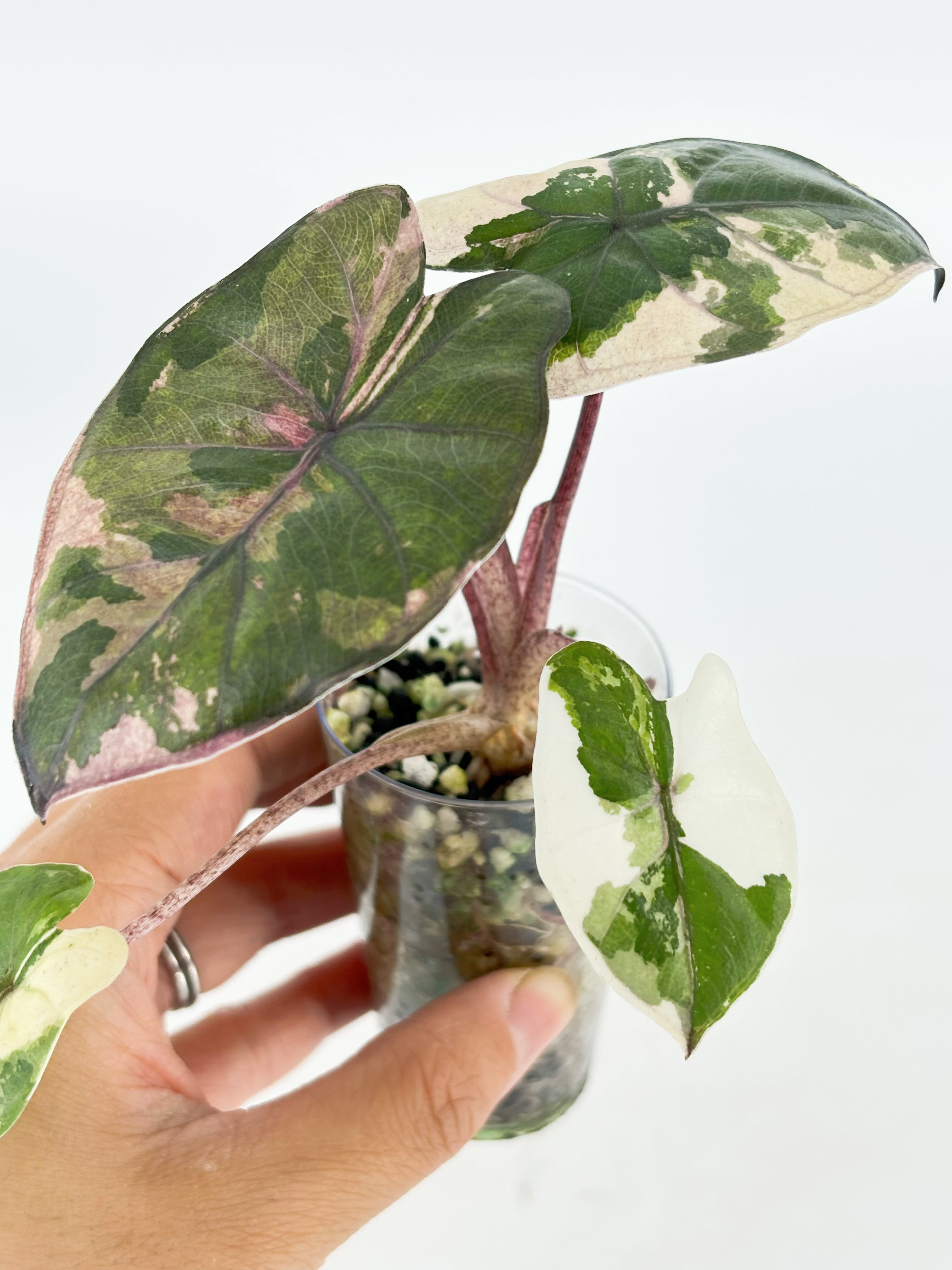Alocasia Yucanta Princess Albo @BC Warehouse