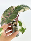 Alocasia Yucanta Princess Albo @BC Warehouse