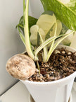 Monstera Albo -Japan *Pick up& GTA Delivery Only* @Markham Warehouse