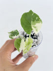 Alocasia Combo (Melo Albo & Dragon Scale Albo) @BC Warehouse