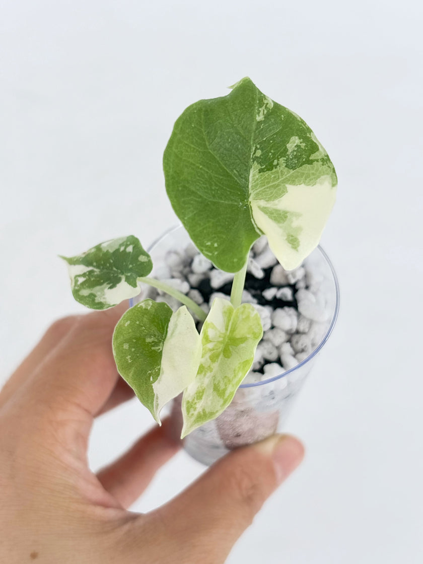 Alocasia Combo (Melo Albo & Dragon Scale Albo) @BC Warehouse