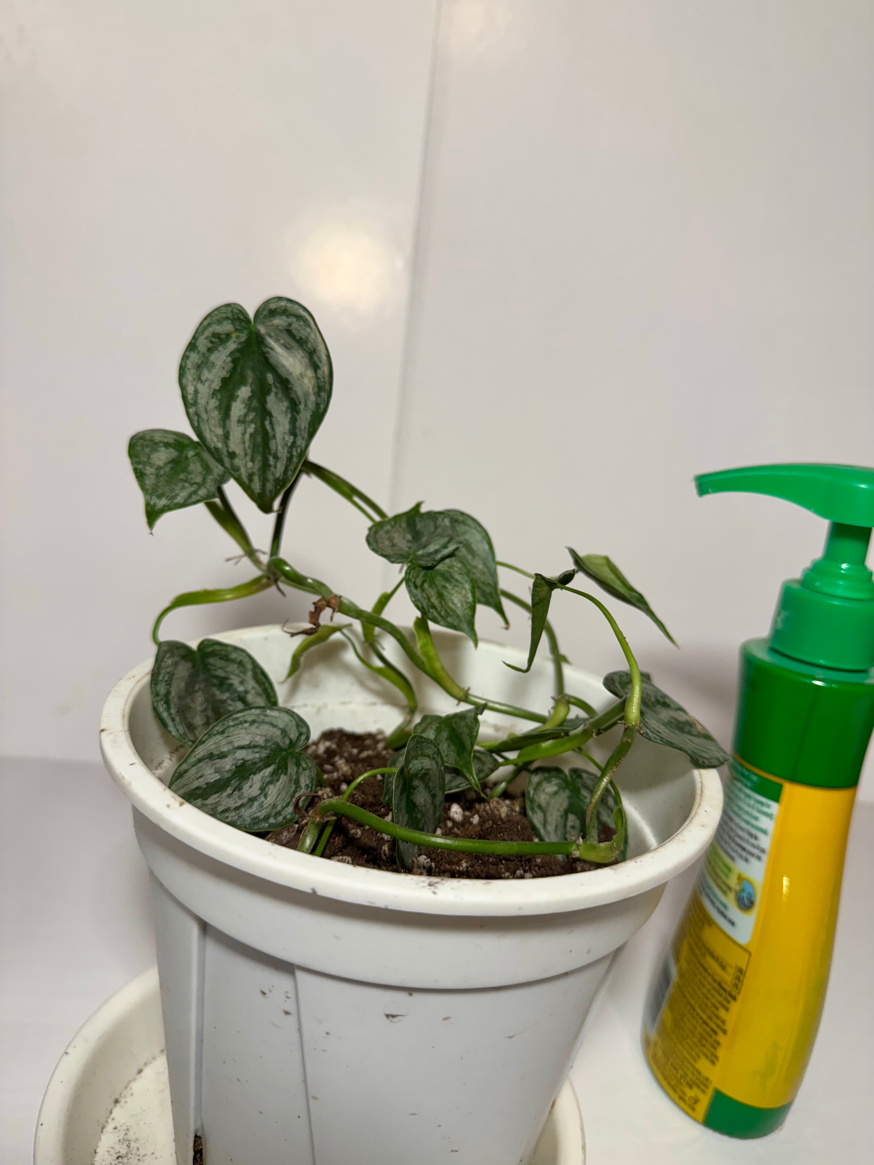 Philodendron Brandi