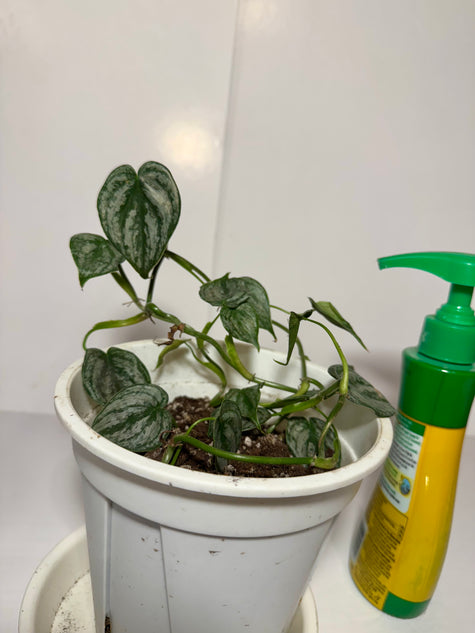 Philodendron Brandi