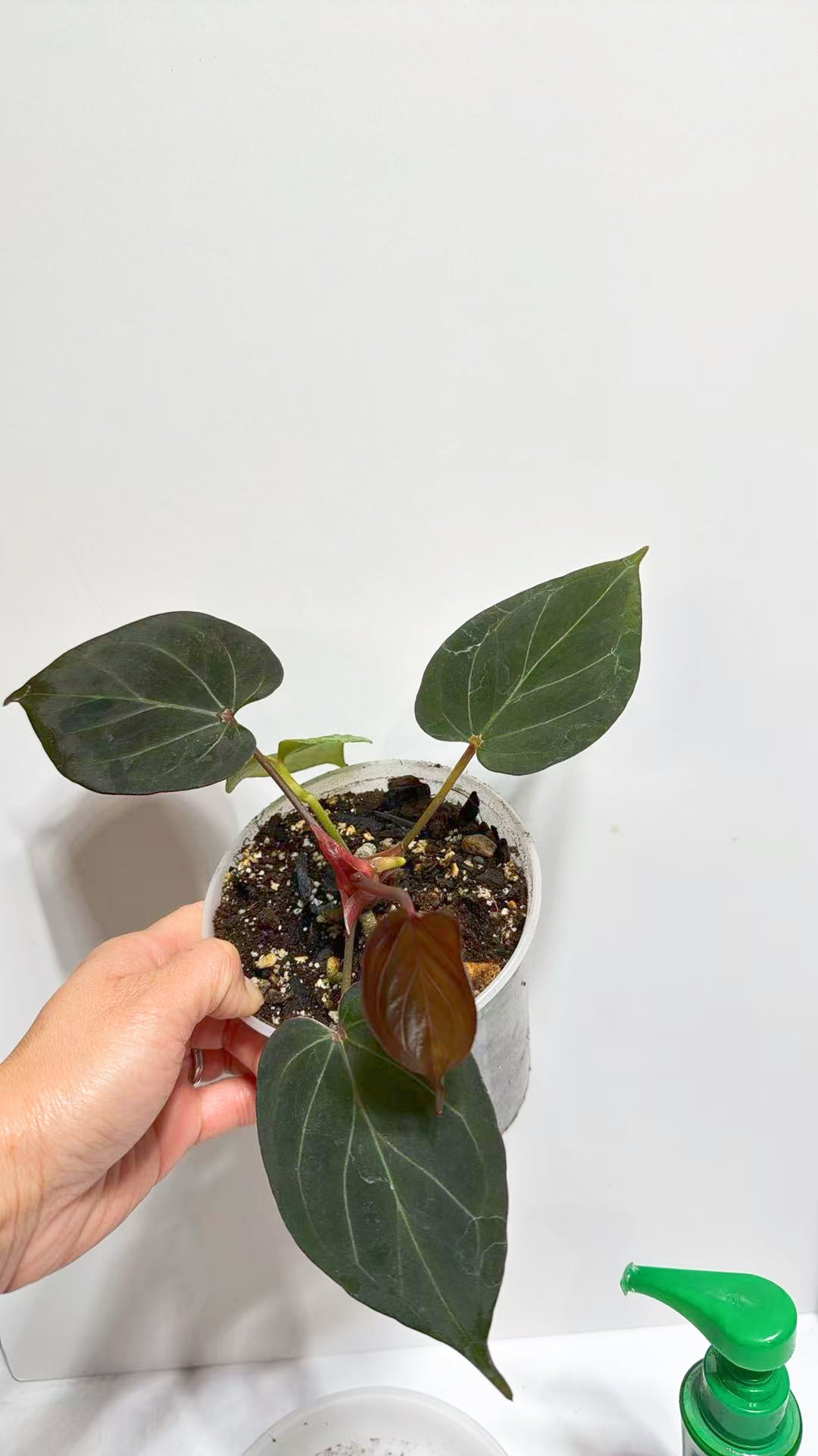 Anthurium King of Spades KOS@Markham Warehouse