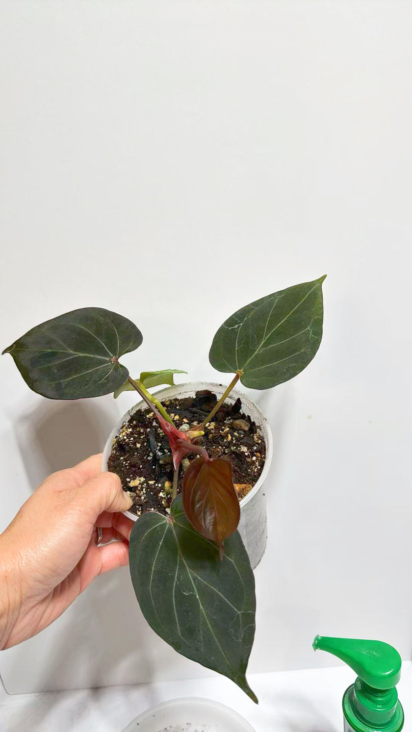 Anthurium King of Spades KOS@Markham Warehouse