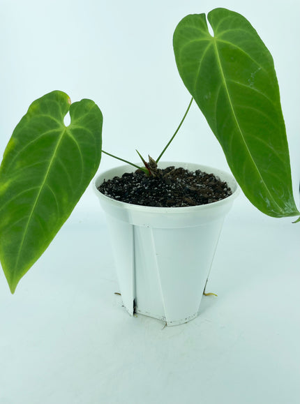 Anthurium Queremalense XL *Pick up and local delivery only*