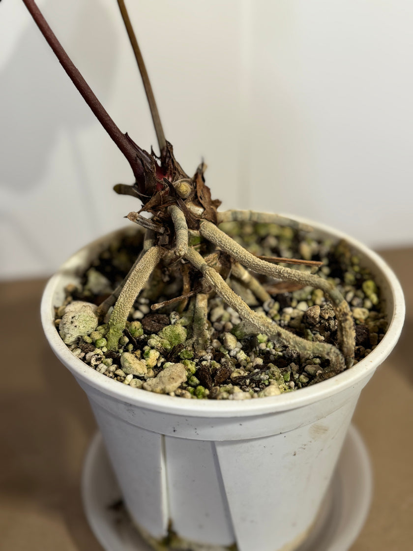 *Grower’s Choice* Anthurium King of Spades KOS XL (pick up&local delivery only)