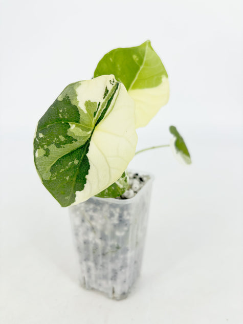 Alocasia Melo Albo@BC Warehouse