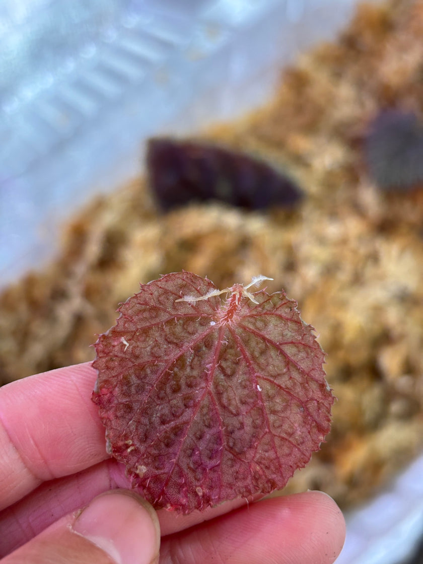 Begonia Pink Urchin@BC Warehouse