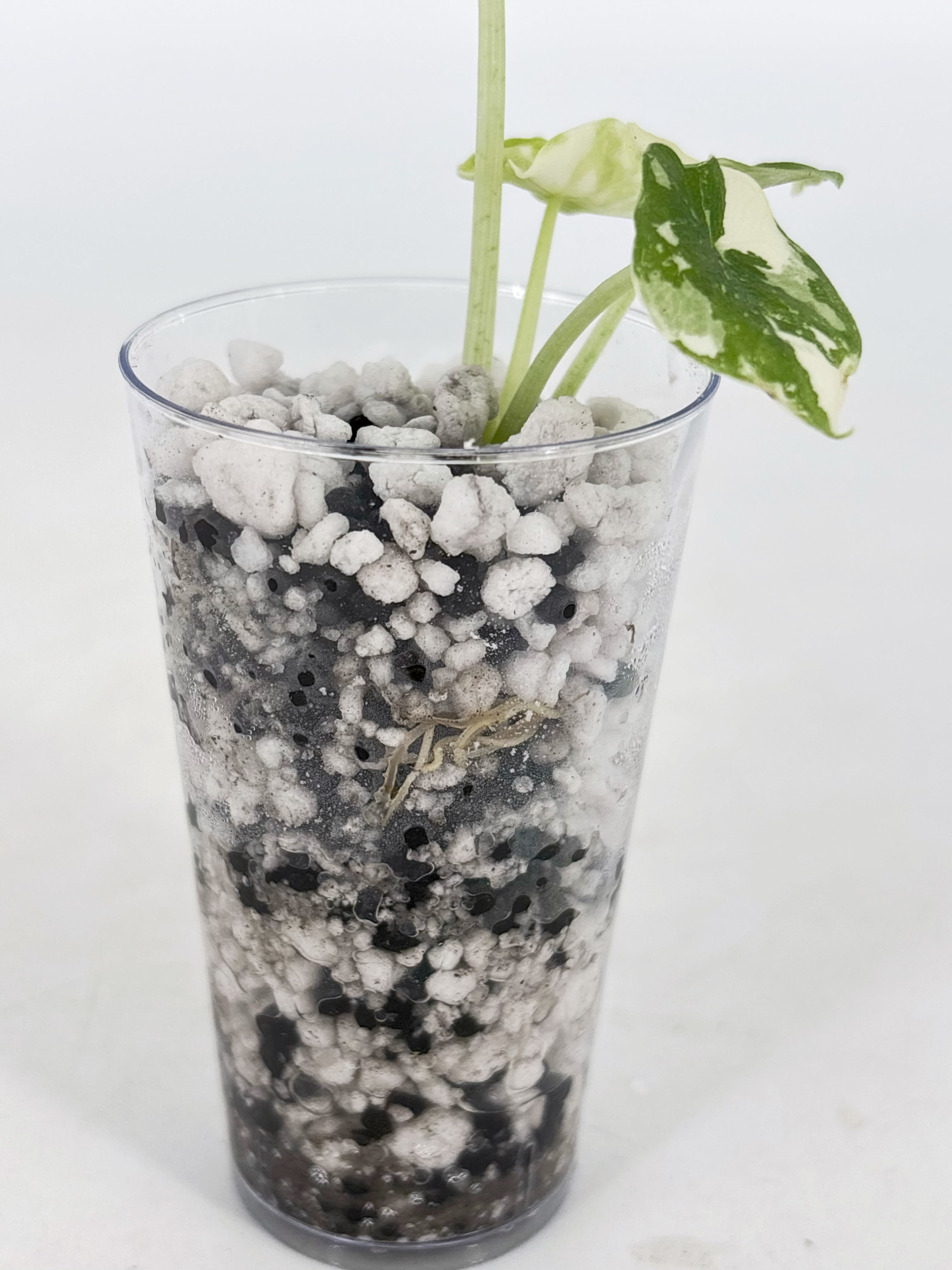 Alocasia Combo (Melo Albo & Dragon Scale Albo) @BC Warehouse