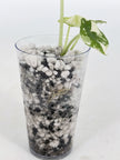 Alocasia Combo (Melo Albo & Dragon Scale Albo) @BC Warehouse
