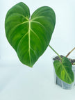 Philodendron Gloriosum *Pick up& Local Delivery Only*