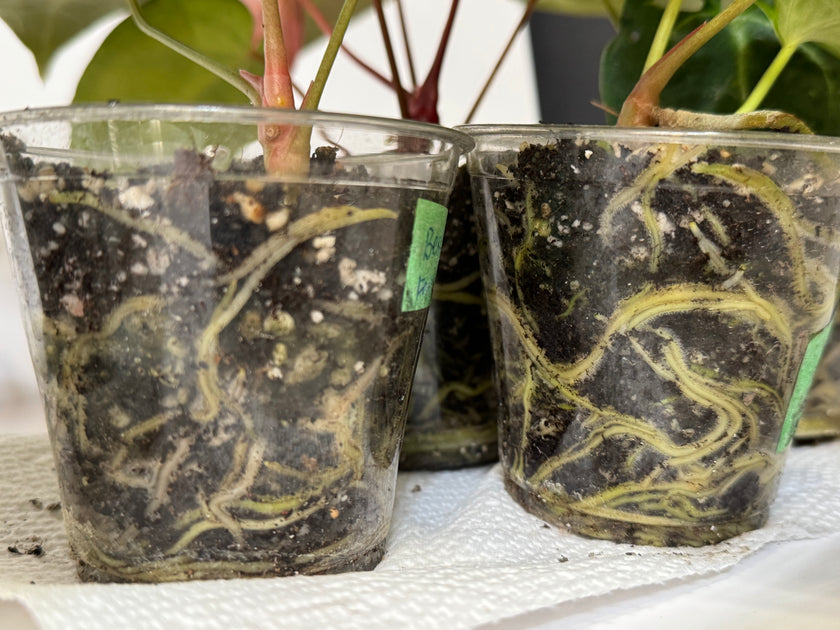 Anthurium Besseae x Dark Forgetii  *$25 each random selection per order*