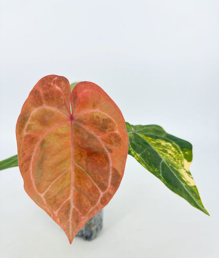 Anthurium Forgetii x Zara Michelle Variegated@BC Warehouse