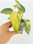 Philodendron Gloriosum Tricolor@BC Warehouse